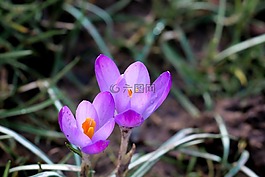 藏紅花,紫,春天