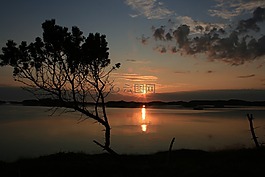 日落,樹,海