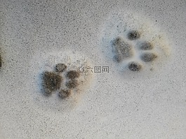 掌印,雪,追蹤