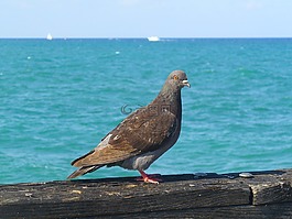 鴿子,碼頭,鳥