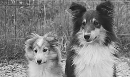 狗,小狗,設(shè)得蘭群島牧羊犬