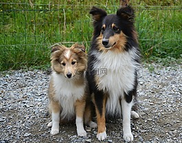 狗,小狗,女性