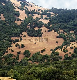 加利福尼亚州,山,树