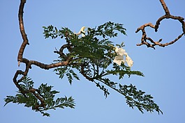 树,jakaranda,花