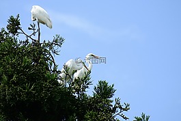 動物,天空,木材