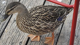 鴨,鳥,公園