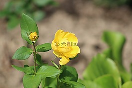 玫瑰,黃色,花