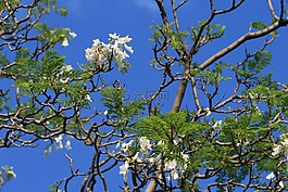 jakaranda,树,鲜花