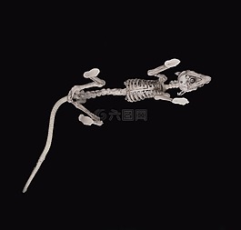老鼠,skelett我,骨架
