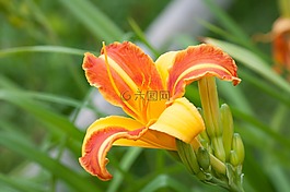 黄花菜,草树家庭,花