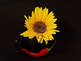 自然,花,黃色