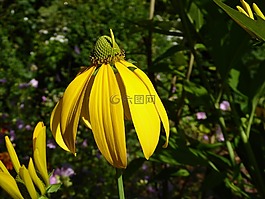 夏天花,黃色,花花園