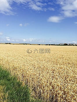 農(nóng)村,菜子,藍(lán)色的天空