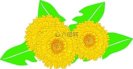 花,蒲公英,植物