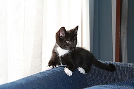 小猫,年轻的猫,猫