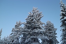 树,霜,冬天