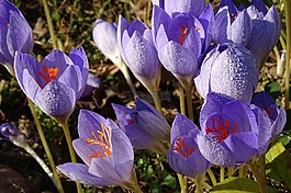 花,藍色,性質(zhì)