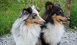 狗,設(shè)得蘭群島牧羊犬,首腦檔案