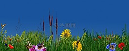 花,性質(zhì),廠(chǎng)