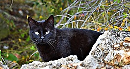 貓,黑色,貓的眼睛