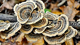森林,秋季,蘑菇