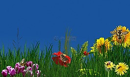 性質(zhì),花,廠