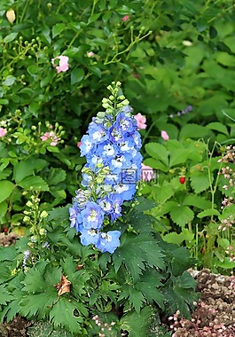 拉克斯珀,藍色,花園
