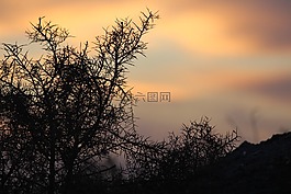 日落,植物,黑