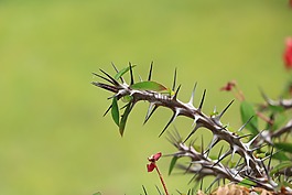 自然,葉,植物區(qū)系