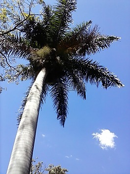 性質(zhì),帕爾馬,天空