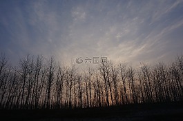 風光,樹林,早晨