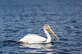 鵜,鳥,野生動物