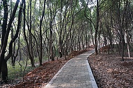 樹林,山林,山路
