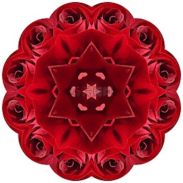 玫瑰,曼陀羅,紅色