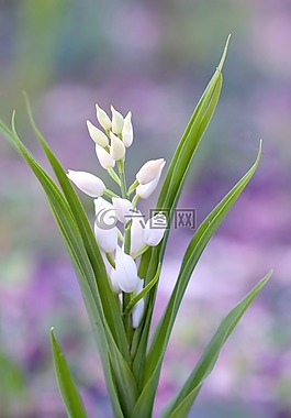 鮮花,宏,性質(zhì)