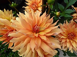 菊花,黃色,鮮花
