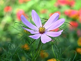 cosmea,花,自然