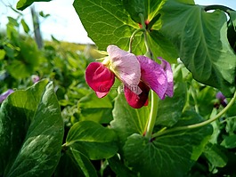 豌豆,tirabeque,蔬菜