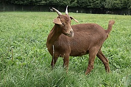 山羊,動物,農(nóng)場