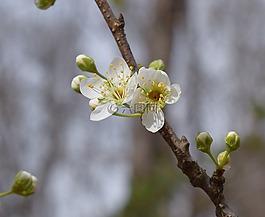 櫻花,芽,開花