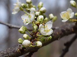 櫻花,芽,開花