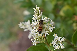 金銀花,蜜蜂,花