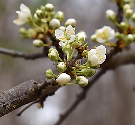 櫻花,芽,開花