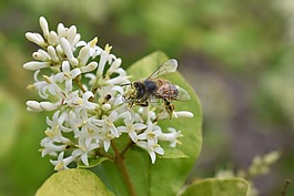 金銀花,蜜蜂,花