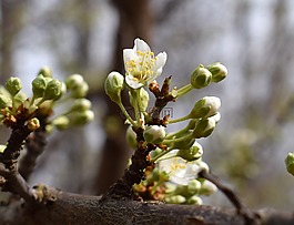 櫻花,芽,開花
