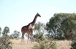 長頸鹿,自然,野生動物