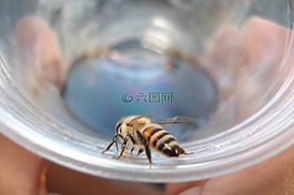 蜜蜂,制冷劑,玻璃