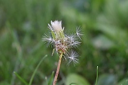 蒲公英,雜草,花