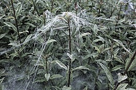 蜘蛛網(wǎng),滴,水