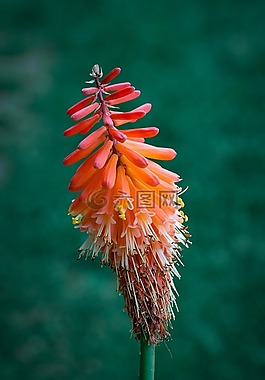 fakellilie,草树家庭,花